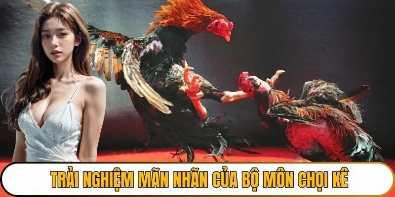 Trải nghiệm mãn nhãn của bộ môn chọi kê
